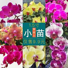 1.7������mС��냺�����ڌ������m���� �Gֲ�����҃��k��������