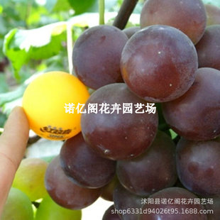 ��Ʒ�N�ش�ƹ����������޷��������ј����ϱ����ļ��Nֲ����Y��