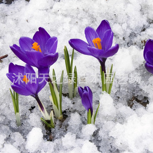 Medicinal Saffron Bulbs with Buds, Saffron Seeds, Saffron Flowers, Saffron Seedlings, Plant Bulbs, Bulbs, Chinese Herbs
