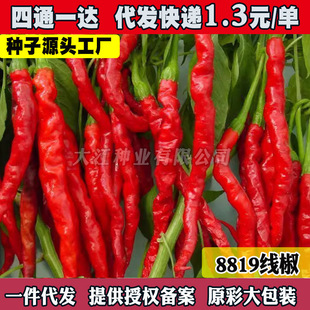 8819�����N����������Ǭ������Ƥ�t���������r�Ҵ����߲˷N��