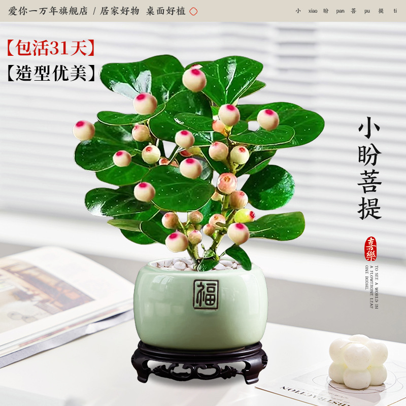 [다과대과] 샤오판보디 + 투명연두색 포세린 세면대 + 원형베이스 (포장석 + 영양액 포함)