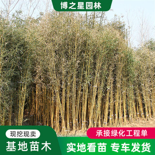 ���������lͥԺ�����bG���@��ֲ���S����������g�����������