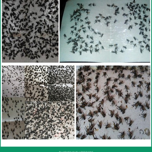 Sticky fly board 10 pack summer anti-mosquito stickers sticky fly glue fly board anti-mosquito stickers sticky fly paper household powerful fly stickers