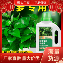 绿萝营养液肥料专用肥植物盆栽绿箩营业液花肥料家用土水培养花用