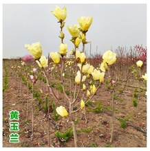 玉兰树苗白玉兰娇红玉兰室外庭院耐寒花卉绿色植物紫红黄玉兰盆栽