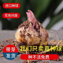 荷兰进口香水百合种球浓香大花耐寒耐旱多年生盆栽地栽南北绿植花