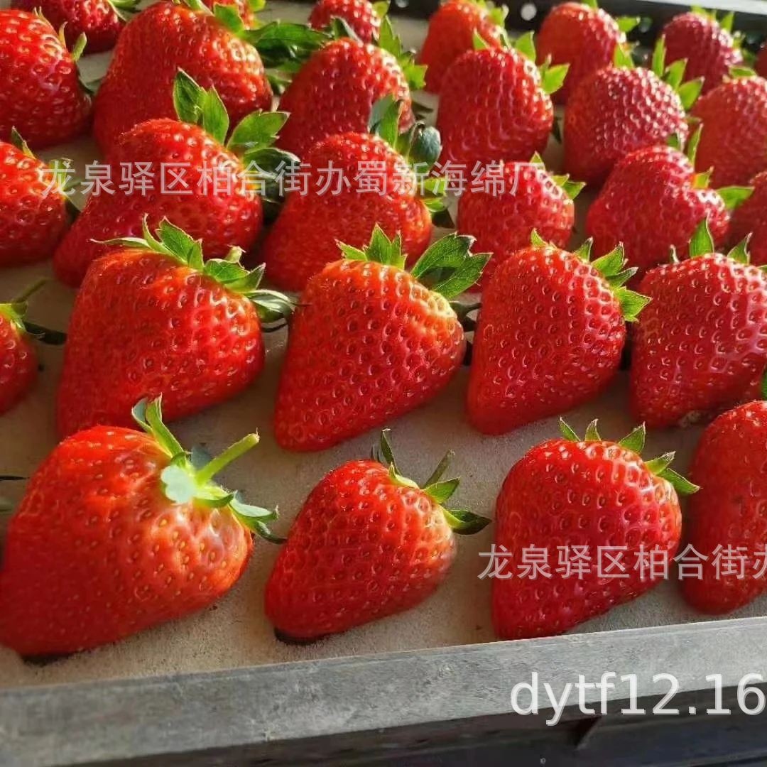 草莓托海绵衬垫/草莓托海绵内衬/草莓托海绵内托/草莓托海绵包装