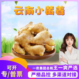 【严选】云南高山小黄姜 代发1/9斤新鲜大块香辣小姜块新鲜蔬菜