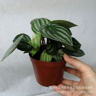 ����Ƥ����ins�L����ֲ����B�@ˇ�҃�С�����ͶY�������lֱ��