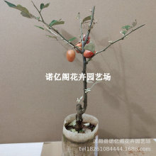 羊奶果嫁接苗德甜二号特大甜果盆栽果树胡颓子南北方庭院种植地栽