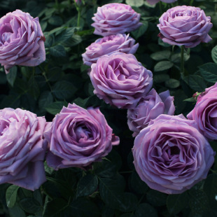 One-Piece Drop-Shipping Mercury King Rose Flower Seedlings Balcony Miniature Rose Potted Plants Four-Season Flower Viewing Plant Flower Type