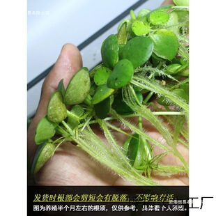 �B��A��Ƽ��Ƽ����ˮ�|���������}ˮ��GֲͥԺ�̨�~�r����Ư��