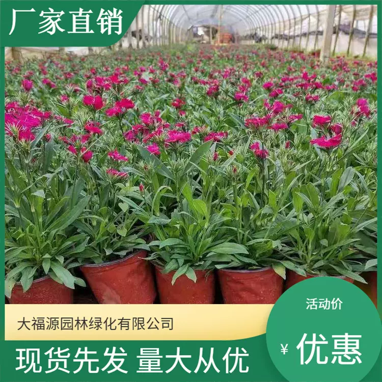 【基地批发】石竹地栽苗盆栽苗 园林绿化宿根花卉 耐寒耐干旱地被