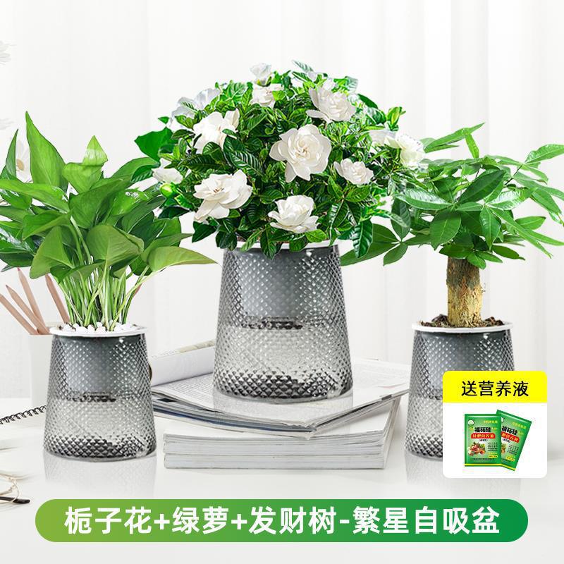 치자나무 + 포토스 + 머니트리(별화분) + 영양액