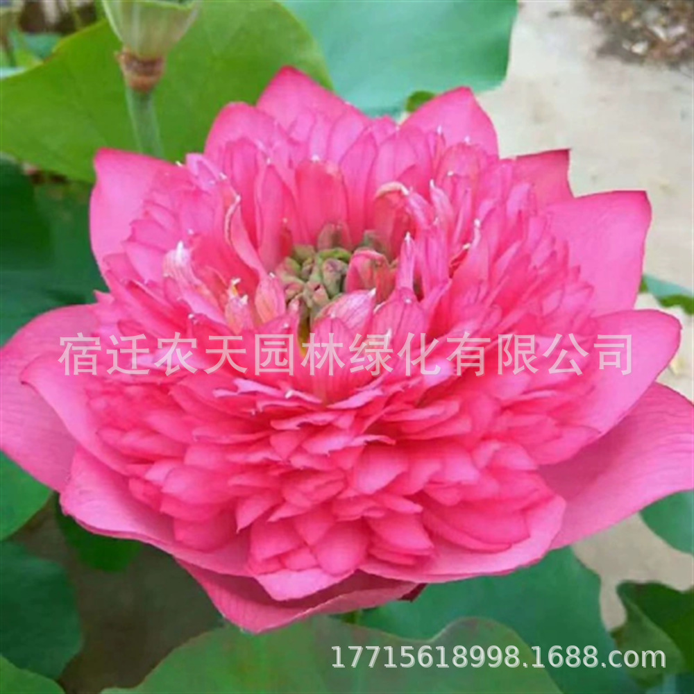 大型荷花种子池塘水养荷花四季莲藕种子室外莲花种子观赏荷花种籽