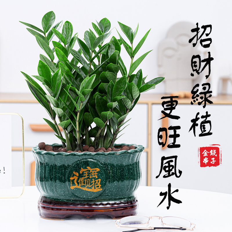 Money Tree Potted Plant to Attract Wealth and Fortune, Indoor Living Room, Office Desktop, Large Green Plant, Gift Flower Bonsai