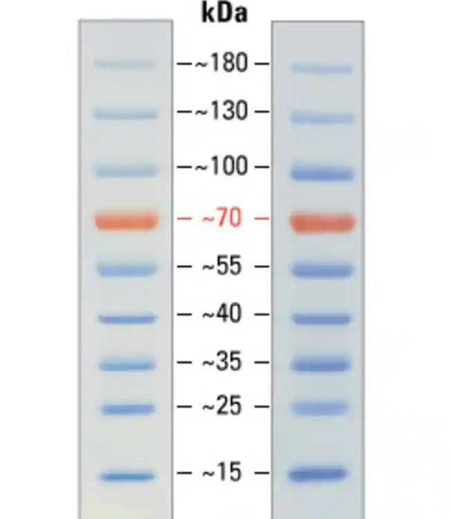 THERMO赛默飞预染蛋白marker（10-180KDa） 26616 26617