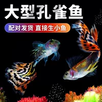 2026热带淡水鱼孔雀鱼批发|新手饲养指南七夕礼盒推荐