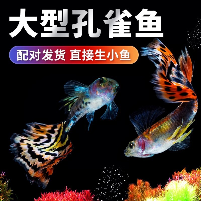 Guppy Live Fish Fry Tropical Ornamental Live Small Fish Fish Tank Freshwater Peacock Easy to Raise and Live Zebrafish Fry Anchovy Guppy Live Fish Fry Tropical Ornamental Live Small Fish Fish Tank Freshwater Peacock Easy to Raise and Live Zebrafish Fry Anchovy