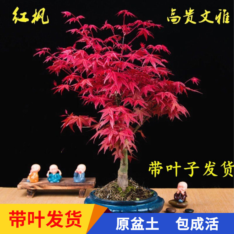 Japanese Red Maple Bonsai Dwarf Old Stump Red Dance Golden Maple Orange Dream Living Room Balcony Dwarf Potted Flower Japanese Red Maple Bonsai Dwarf Old Stump Red Dance Golden Maple Orange Dream Living Room Balcony Dwarf Potted Flower