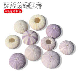 天然紫色海胆芯贝壳海螺创意diy地中海北欧装饰空气凤梨多肉花盆