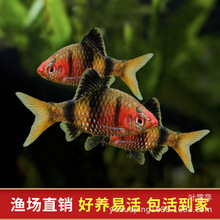 黑红宝石鲫鱼冷淡水鱼彩虹热带观赏鱼红黑熊猫鲫活体批发孔雀鱼