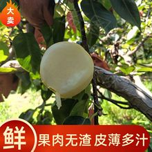 正宗苍溪头茬脆甜现摘黄金梨子新鲜水果梨大果黄金梨当季薄皮梨
