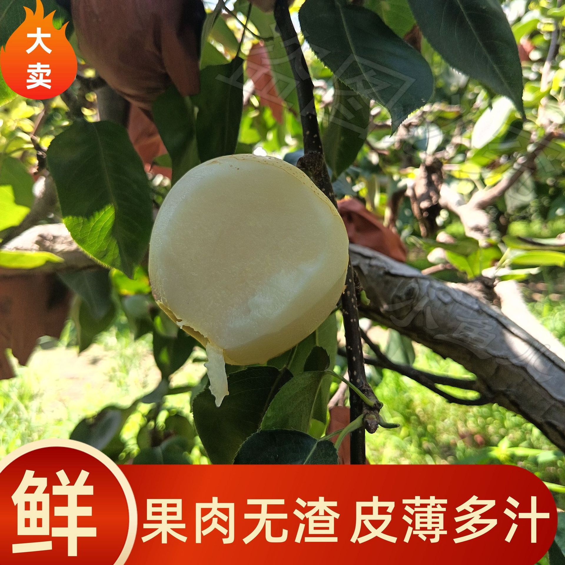 正宗苍溪头茬脆甜现摘黄金梨子新鲜水果梨大果黄金梨当季薄皮梨