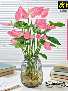 ˮ��ֲ���������ˮ�B�t���r���Gֲ�k���҃�������B���ﶬ�_����