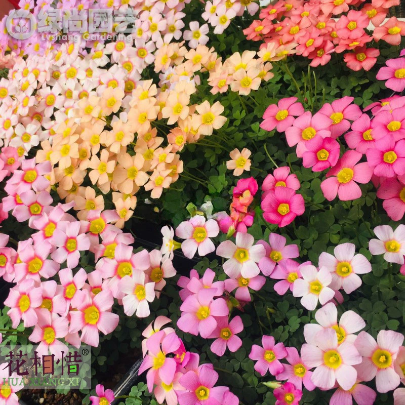 Серия Ob щавель луковичных семян Многолетние комнатные и наружные цветы хорошие и легко живые цветы