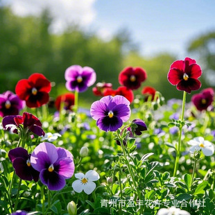 Shandong Pansy Cold-Season Florals Winter Cold-Resistant and Frost-Resistant Grass Florals Scenic Area Greening Base Straight Hair