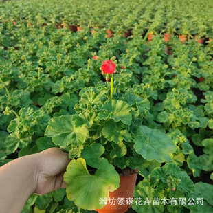 Geranium Potted Plants Indoor and Outdoor Green Plants Outdoor Courtyard Geranium Geranium Potted Plants