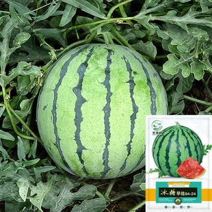 �������8424���ϷN�ӱ���������r���̨�����ļ��߹��N��������