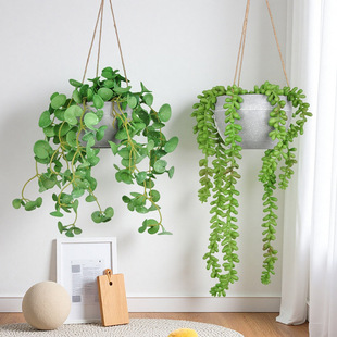 ����Gֲ�Ғ��ָ�ܛ�z���˜I��ֲ��t���~�������Է����Gֲ