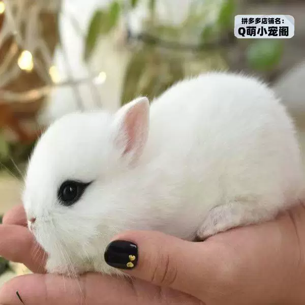 Begonia phoenix eyes. Dwarf rabbit (good looks)