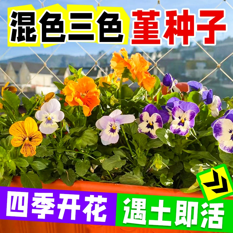 Цветочные семена анютины в горшках роговые цветы