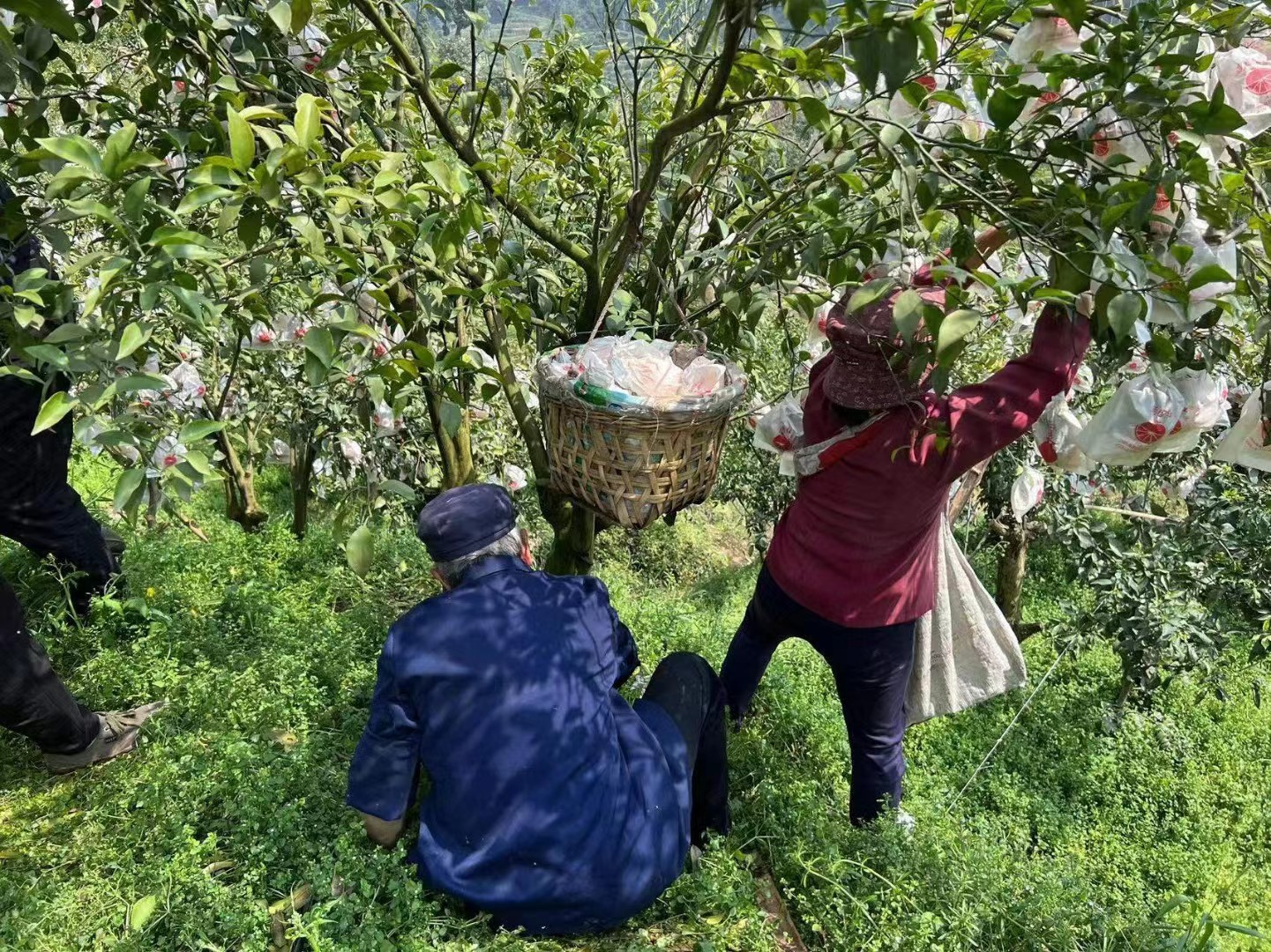 微信图片_20231114165745