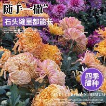 ���羳��؛���ջ��N�Ӿ��¾�ƹ�Ҿս�K�մ�ջ��N���̨ͥԺ����