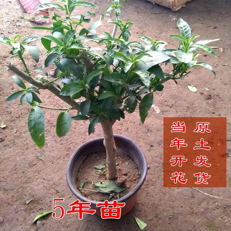 5년생 모종은 여러 가지로 판매되며 같은 해에 꽃이 핀다.