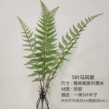 新款高1米绿植蕨叶 马耳蕨地面造景搭配大号植物波斯草粉叶蕨