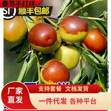 󴗗մشԵԼ޽ӹϷNֲY