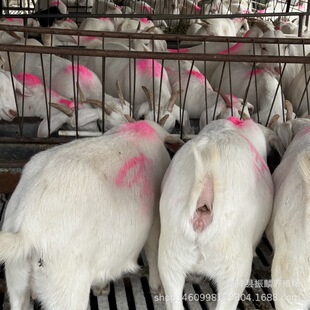 �����ɽ�� ���� ��ɽ�� ��ɽ��Ȧ�B��߀�Ƿ��B�� ��������