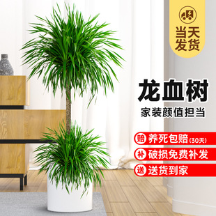 ��Ʒ��Ѫ��Gֲ�҃ȴ������ԆΗU���^��횘�lؔ��͏d��լ�辰