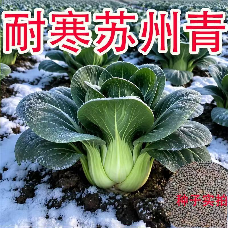Black-headed Suzhou Green Shanghai Green Cabbage Seeds, Black-leaf Oil Cabbage Seeds, Balcony Potted Vegetables, Seeds for Planting in All Seasons