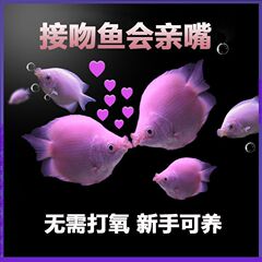 亲嘴鱼接吻鱼宠物鱼热带鱼观赏鱼萌萌哒鱼缸水族箱观赏鱼其他