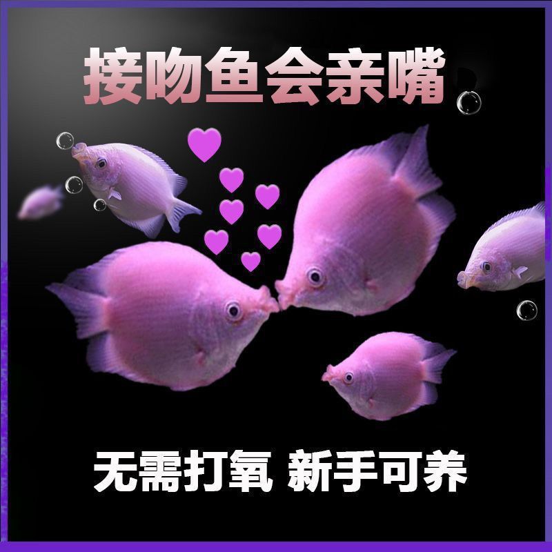 亲嘴鱼接吻鱼宠物鱼热带鱼观赏鱼萌萌哒鱼缸水族箱观赏鱼其他|undefined