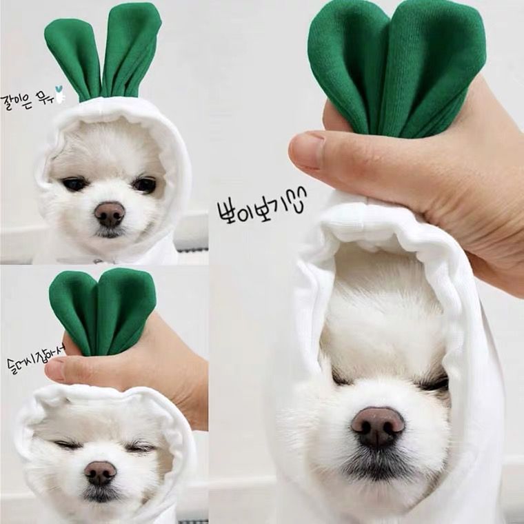 흰 무