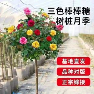 Tree Lollipop Tree Sump Rose Flower Seedling Outdoor Courtyard Four Seasons Flowering Plant Potted Plant Green Plant Rose Flower Seedling
