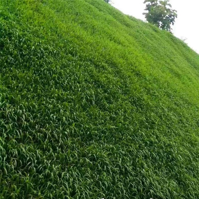 O1CN01BaC5xT1evorNfOlLS_!!2212