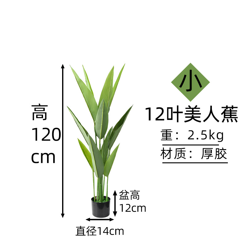 美人蕉12叶高120cm.jpg